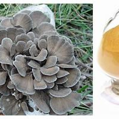 Maitake polysaccharide